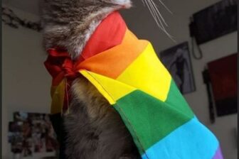 zurna chat gay